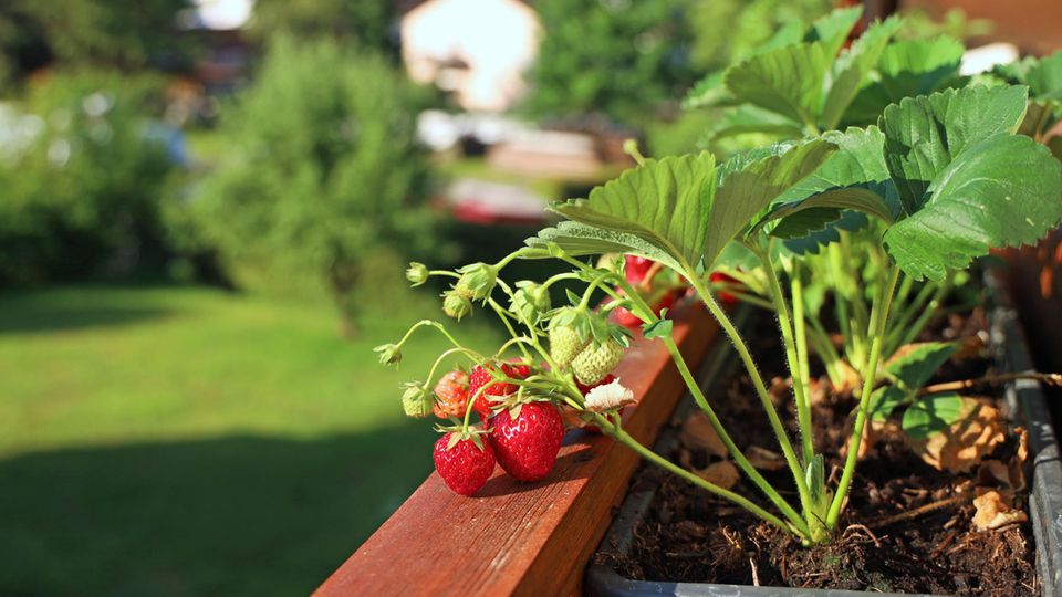 Erdbeeren pflanzen: Erdbeerpflanze mit Früchten auf einem Balkon