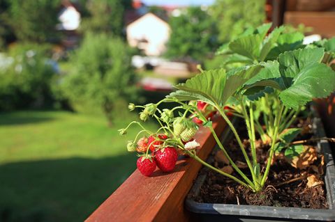 Erdbeeren pflanzen: Erdbeerpflanze mit Früchten auf einem Balkon