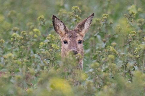 Immer wieder besuchen Rehe den Zentralfriedhof in Fulda. Doch weil sie Blumen und Pflanzen von den Gräbern fressen, sollen sie nun abgeschossen werden. Tierschützer und Bürger plädieren für Alternativlösungen.