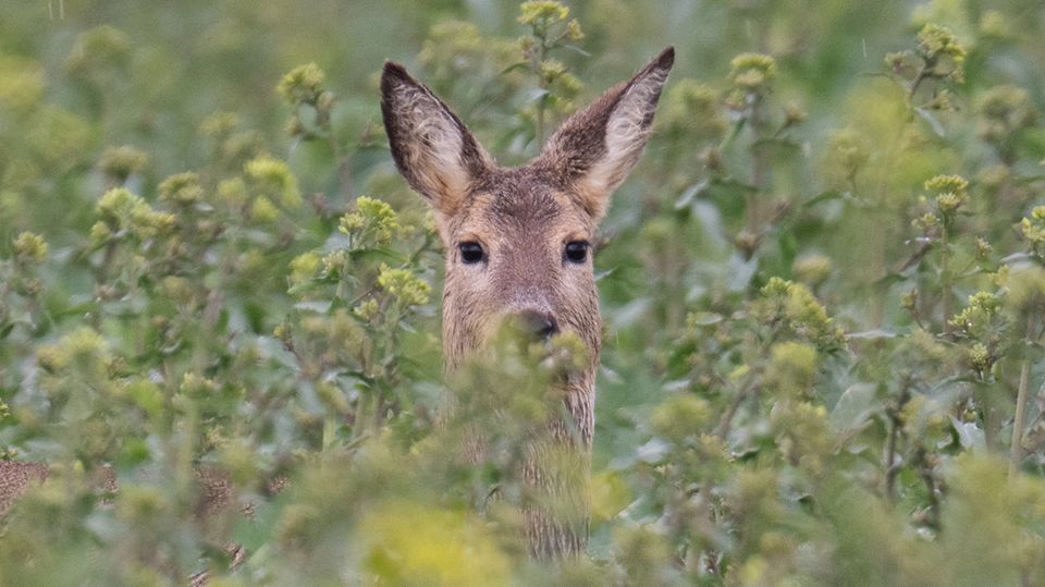 Immer wieder besuchen Rehe den Zentralfriedhof in Fulda. Doch weil sie Blumen und Pflanzen von den Gräbern fressen, sollen sie nun abgeschossen werden. Tierschützer und Bürger plädieren für Alternativlösungen.