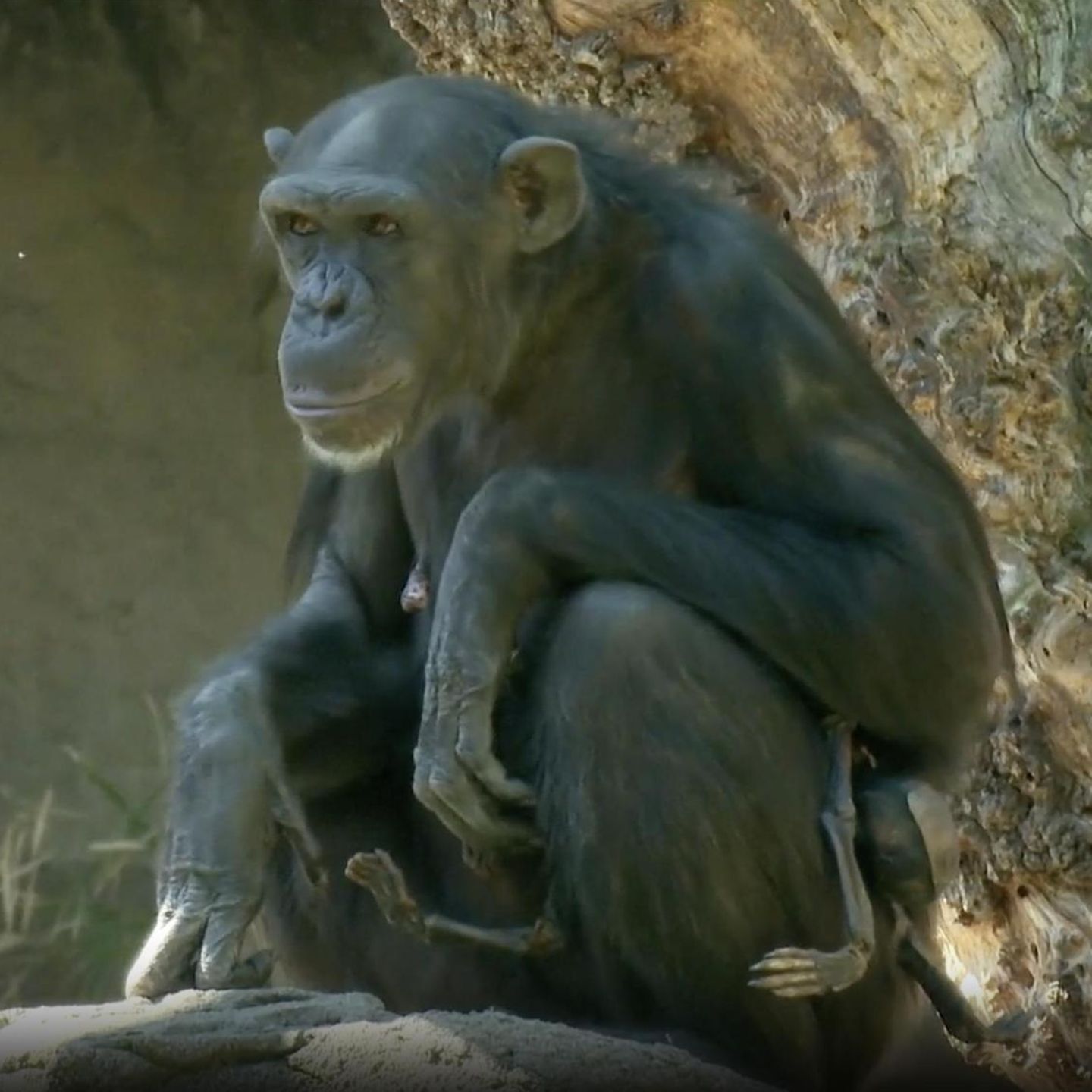 Zoo Valencia: Schimpansen-Mama trägt totes Baby mit sich herum (Video)