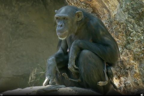 Im Februar brachte die Schimpansen-Mutter Natalia im Zoo von Valencia ihr Junges gesund zur Welt. Doch wenige Tage später stirbt ihr Kind.