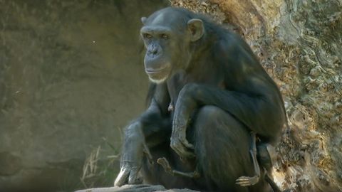 Im Februar brachte die Schimpansen-Mutter Natalia im Zoo von Valencia ihr Junges gesund zur Welt. Doch wenige Tage später stirbt ihr Kind.
