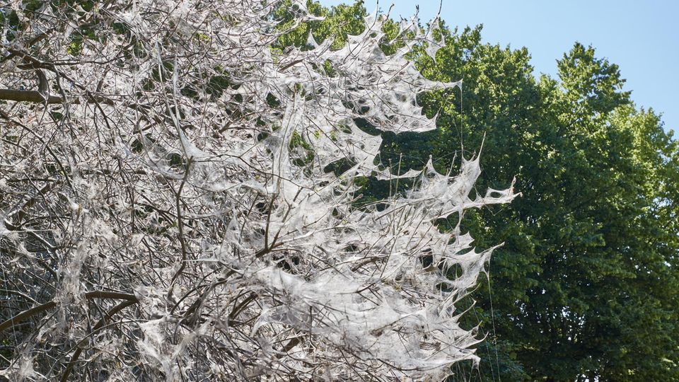 Gruseliger Anblick: Gespinstmotten hüllen Bäume weiß ein