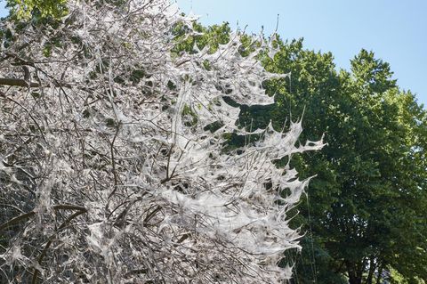 Gruseliger Anblick: Gespinstmotten hüllen Bäume weiß ein