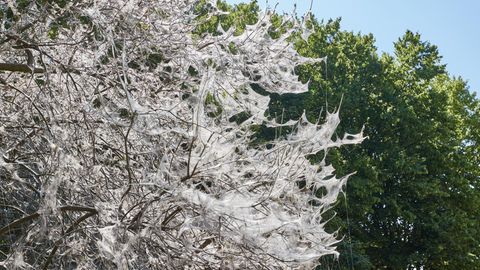 Gruseliger Anblick: Gespinstmotten hüllen Bäume weiß ein