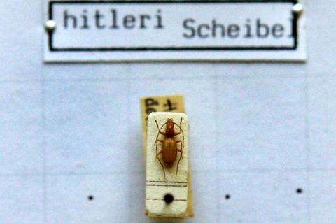Anophthalmus hitleri oder Hitlerkäfer unter einem Mikroskop in der Zoologischen Staatssammlung in München
