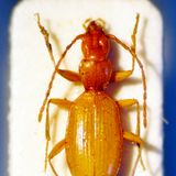 Ein Käfer wurde nach Adolf Hitler benannt