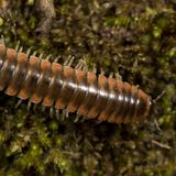 Ein Tausendfüßler wurde nach Sängerin Taylor Swift benannt