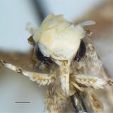 Eine Motte wurde nach dem ehemaligen US-Präsidenten Donald Trump benannt