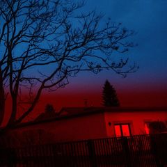 Baum in der Siedlung Neue Scholle in Brandenburg an der Havel