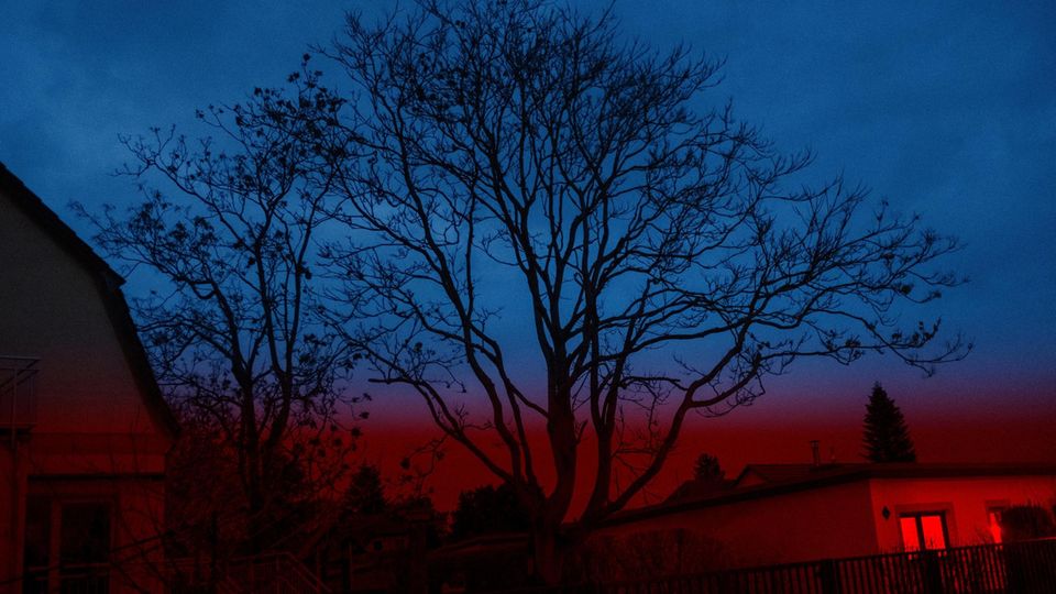 Baum in der Siedlung Neue Scholle in Brandenburg an der Havel