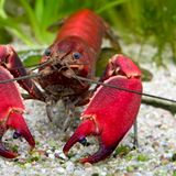 Ein roter Flusskrebs wurde nach der Linken-Politikerin Sahra Wagenknecht benannt