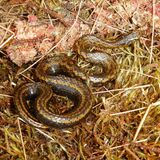 Eine Schlange wurde nach dem Hollywood-Schauspieler Harrison Ford benannt