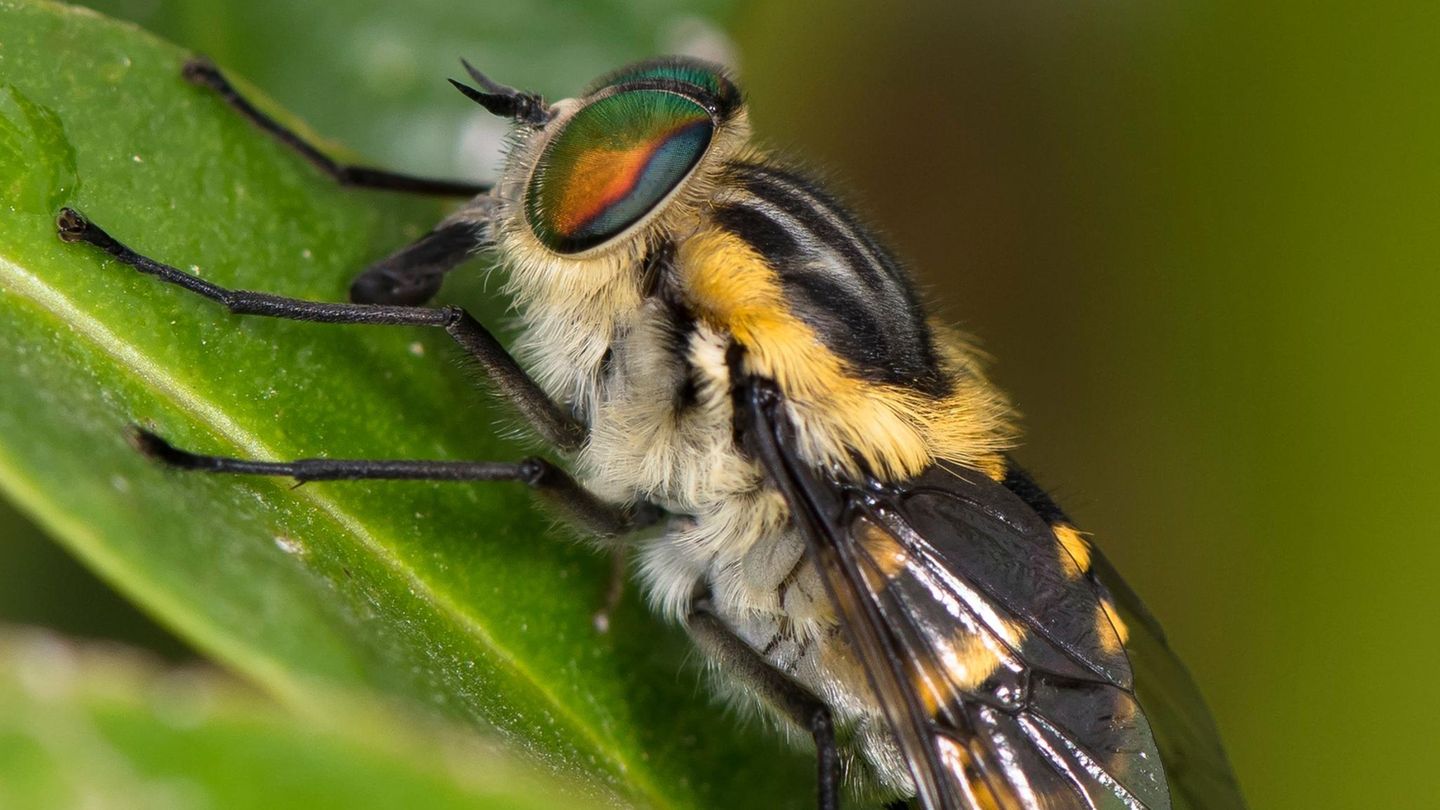 Ein Körperbau wie Beyoncé Eine Wespe wurde nach der Sängerin Beyoncé benannt