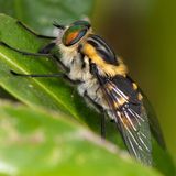 Eine Wespe wurde nach der Sängerin Beyoncé benannt