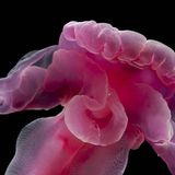 Ein Wurm wurde nach der Fantasygestalt Yoda der Star Wars-Filme benannt