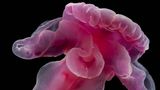Ein Wurm wurde nach der Fantasygestalt Yoda der Star Wars-Filme benannt