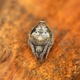 Eine Spinne wurde nach dem sprechenden Hut aus der Buchreihe "Harry Potter" benannt