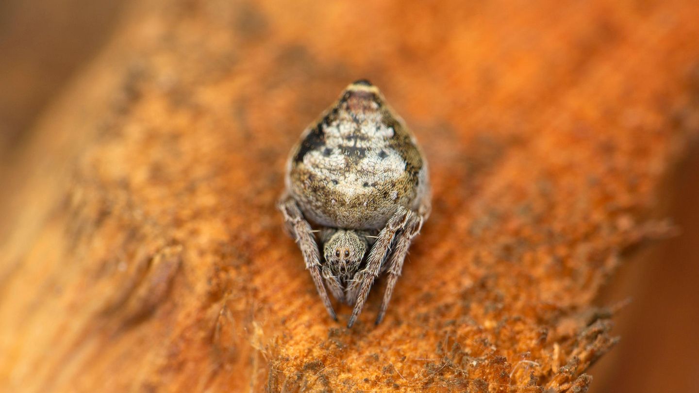 Inspiriert von Harry Potter Eine Spinne wurde nach dem sprechenden Hut aus der Buchreihe "Harry Potter" benannt