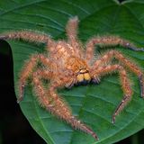 Eine Spinne wurde nach dem Sänger David Bowie benannt