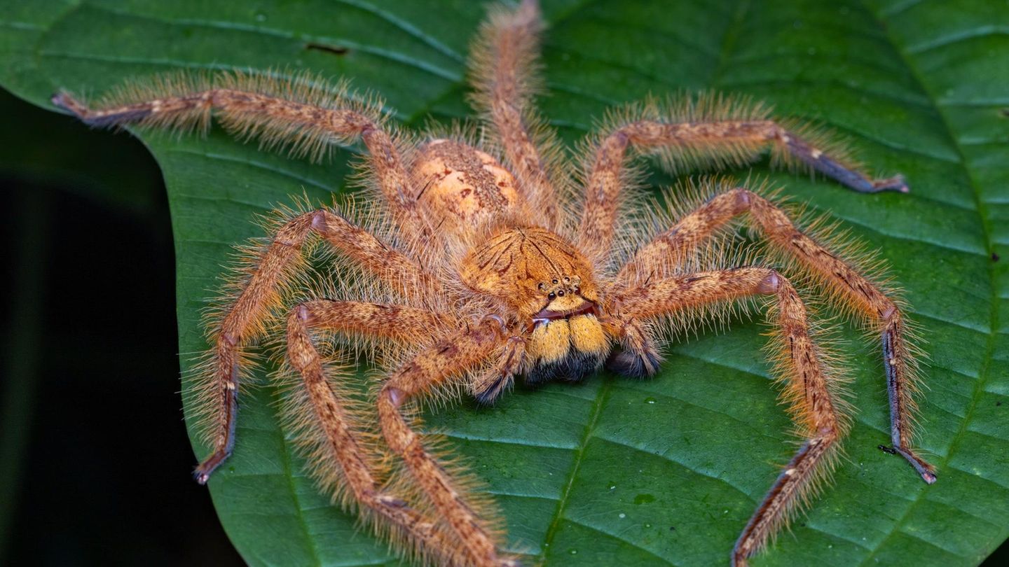 Eine Spinne wurde nach dem Sänger David Bowie benannt