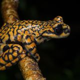 Ein Frosch wurde nach König Charles III. benannt