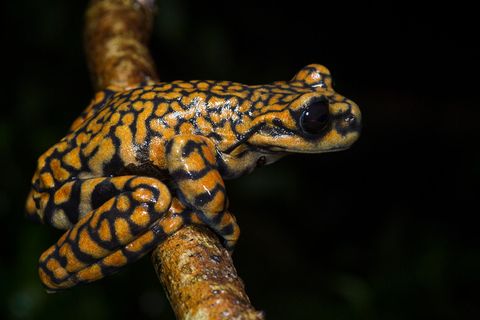 Ein Frosch wurde nach König Charles III. benannt