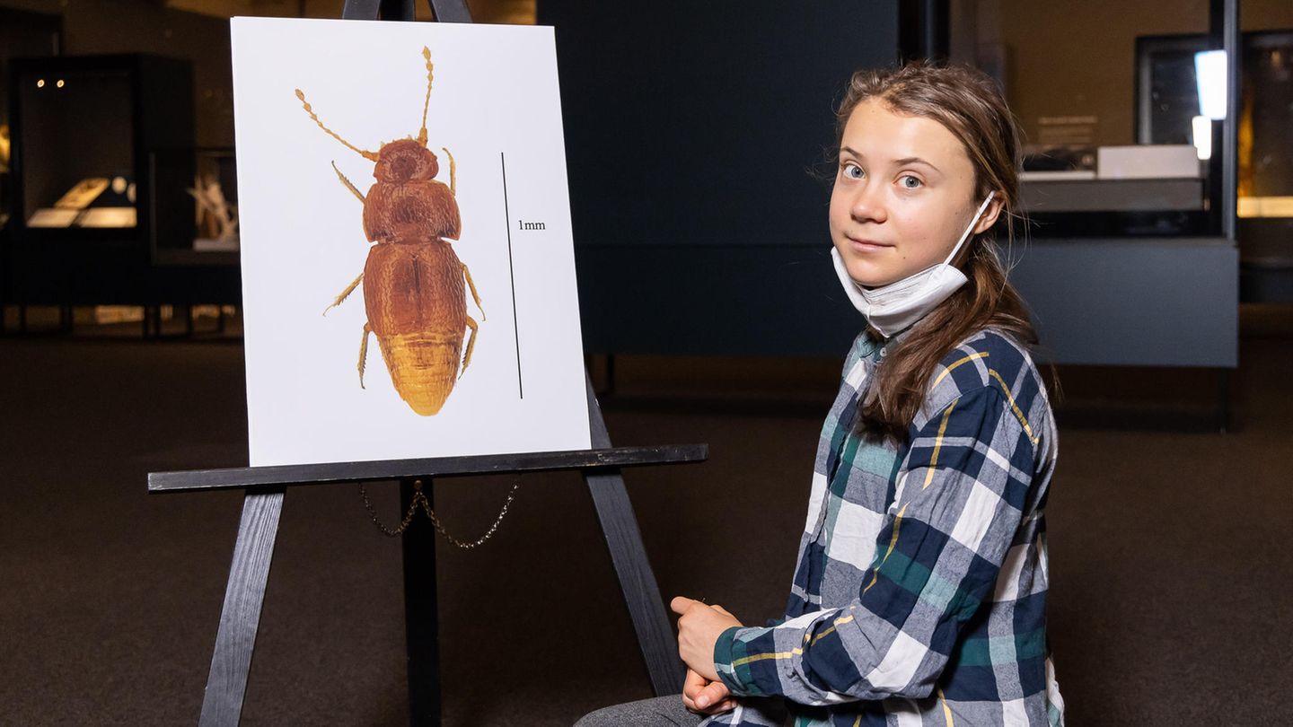 Ein Zwergkäfer wurde nach Greta Thunberg benannt