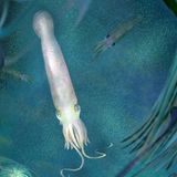 Ein Tintenfisch wurde nach US-Präsident Joe Biden benannt