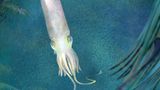 Ein Tintenfisch wurde nach US-Präsident Joe Biden benannt
