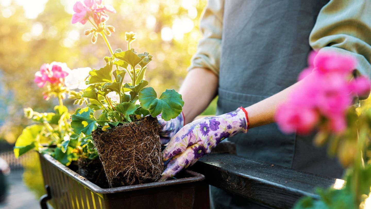 Junge Frau genießt die Sonne auf romantischem Balkon mit Blumenkästen