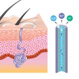 So wirkt ein Antitranspirant gegen Schweiß