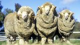 Merino - weiche Wolle für den harten Sommeralltag  Sportler und Wanderer schwören auf sie: Merinowolle. Die Wolle des Merinoschafs ist ein Alleskönner in schwitzigen Situationen. Sie isoliert gegen Hitze, sie kann ein Drittel ihres Trockengewichts an Feuchtigkeit aufnehmen, ohne sich klamm anzufühlen. Zugleich transportiert sie ausgezeichnet die Feuchtigkeit vom Körper weg und erzeugt dabei kühlende Verdunstungskälte. Durch ihre antibakterielle Eigenschaft müffelt die durchgeschwitzte Merinokleidung nicht und zerknittert kaum. In Outdoorgeschäften gibt es ein breites Angebot an Merino-Produkten von Shirts, Hosen bis zu Socken und Schuhen. 