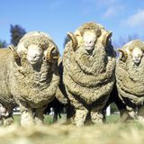 Merino - weiche Wolle für den harten Sommeralltag  Sportler und Wanderer schwören auf sie: Merinowolle. Die Wolle des Merinoschafs ist ein Alleskönner in schwitzigen Situationen. Sie isoliert gegen Hitze, sie kann ein Drittel ihres Trockengewichts an Feuchtigkeit aufnehmen, ohne sich klamm anzufühlen. Zugleich transportiert sie ausgezeichnet die Feuchtigkeit vom Körper weg und erzeugt dabei kühlende Verdunstungskälte. Durch ihre antibakterielle Eigenschaft müffelt die durchgeschwitzte Merinokleidung nicht und zerknittert kaum. In Outdoorgeschäften gibt es ein breites Angebot an Merino-Produkten von Shirts, Hosen bis zu Socken und Schuhen. 
