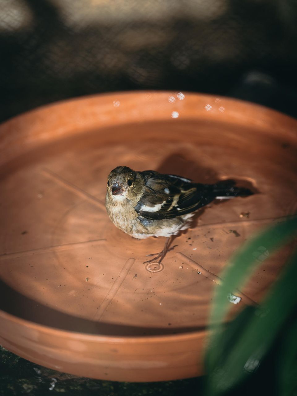 Nahaufnahme von einem Finkenweibchen Nahaufnahme von einem Finkenweibchen