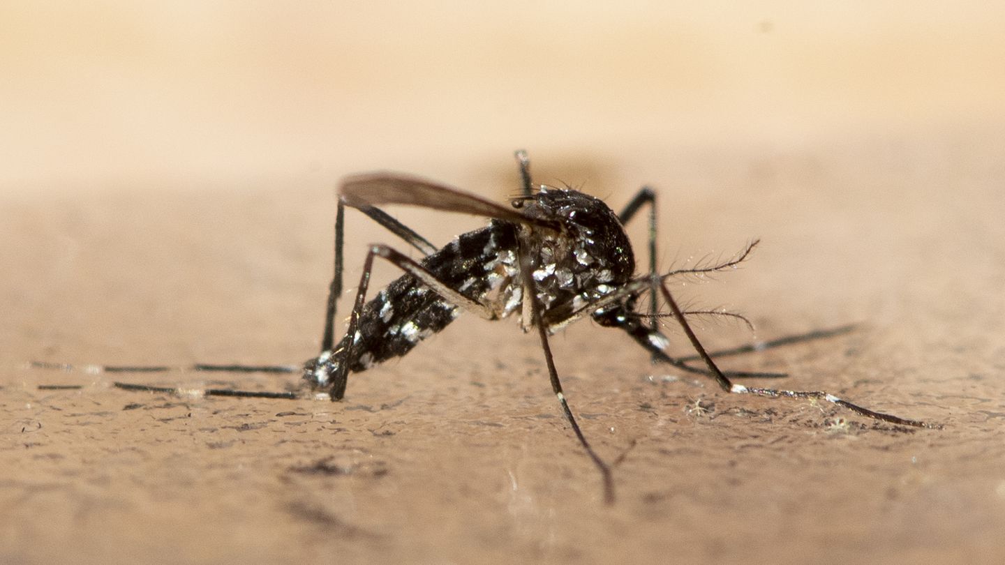 Gut zu wissen: Tigermücken – so kann man die exotischen Blutsauger von Stechmücken unterscheiden