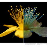 Blüte: eine Hälfte ist leuchtend gelb, die andere Hälfte leuchte im UV-Licht violett und türkis auf