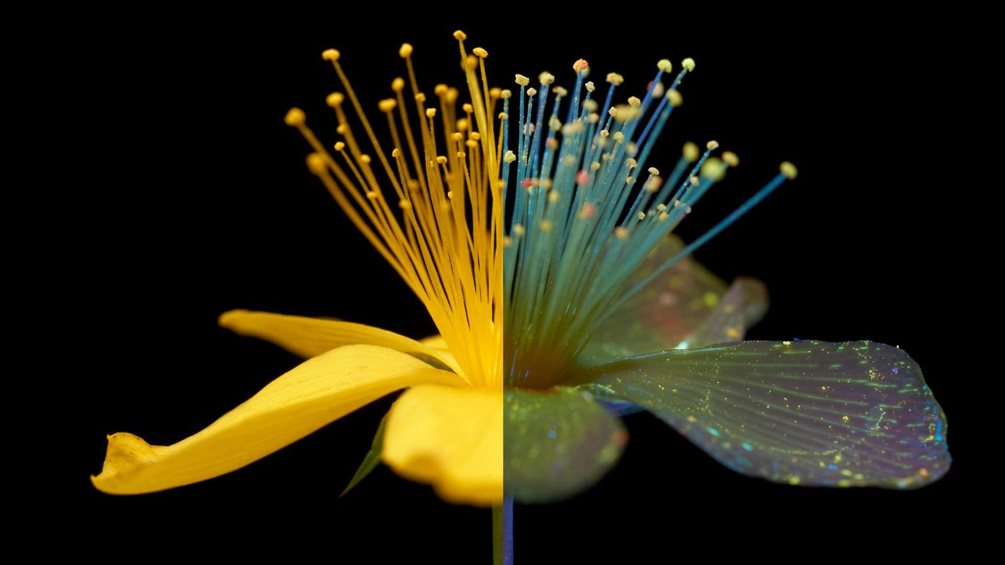 Blüte: eine Hälfte ist leuchtend gelb, die andere Hälfte leuchte im UV-Licht violett und türkis auf Blüte: eine Hälfte ist leuchtend gelb, die andere Hälfte leuchte im UV-Licht violett und türkis auf