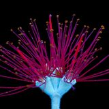 Die Maori nennen ihn Pōhutukawa, die meisten anderen Neuseeländischen Weihnachtsbaum. Der zu den Eisenhölzern zählende Baum blüht zwischen Mitte Dezember und Mitte Januar, wenn auf der Südhalbkugel Sommer ist