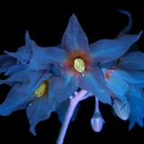 Blüte eines Nachtschattengewächses in Blau