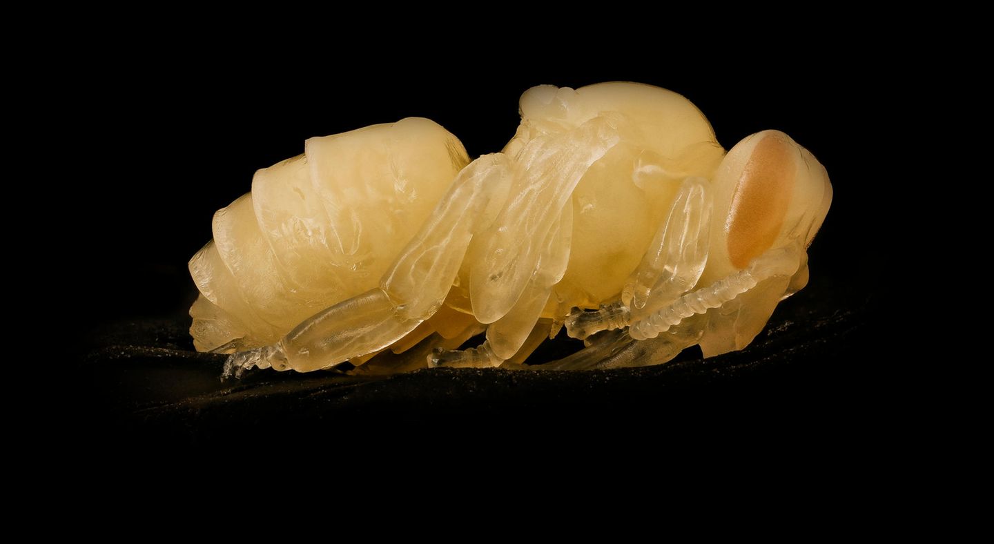 Bienenpuppe