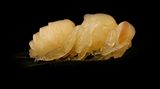 Bienenpuppe