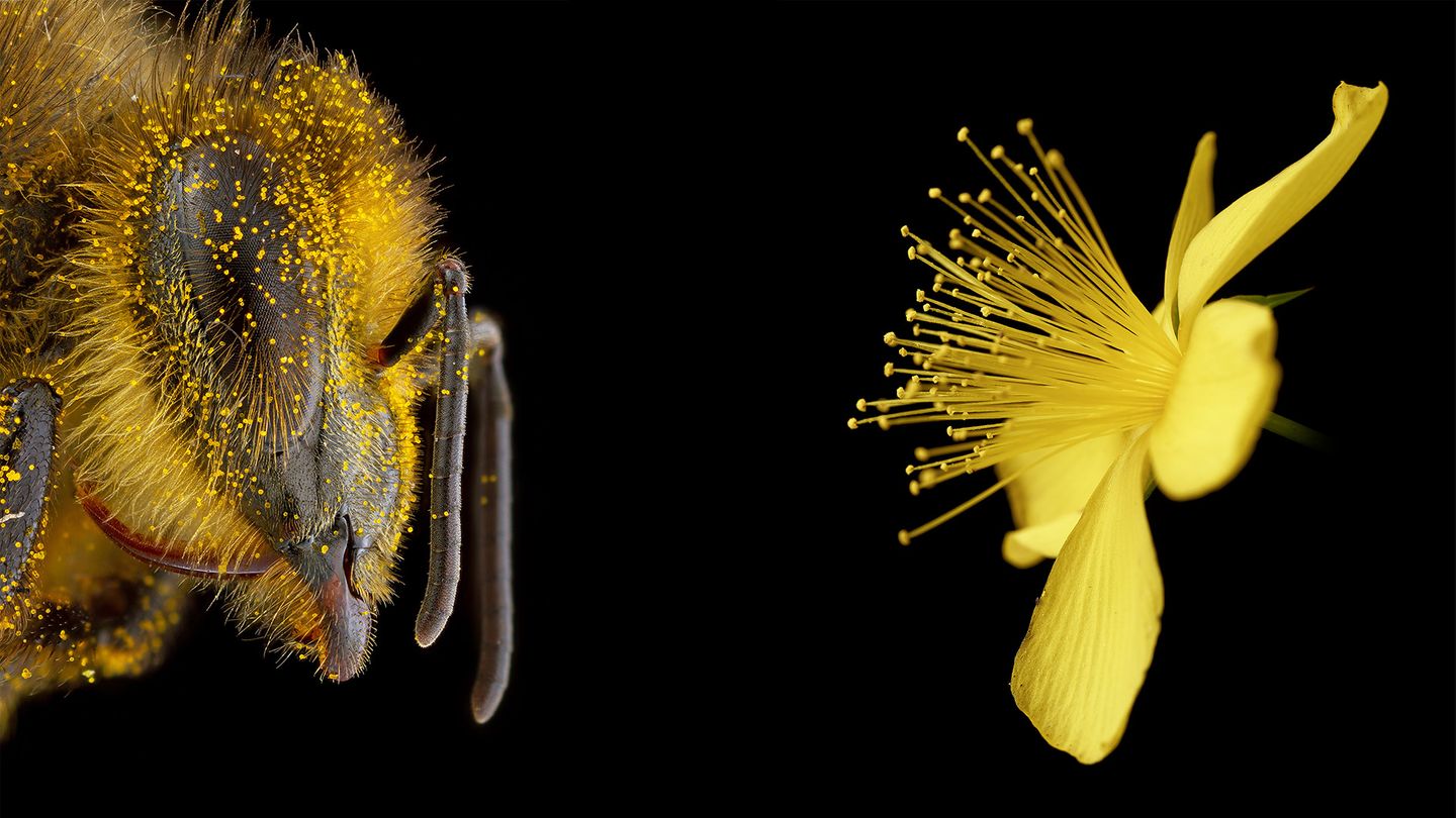 Fotografie: Warum Bienen da nicht widerstehen können