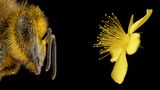 Bildkomposition Bienen von Pollen bedeckt gegenüber gelbe Blüte