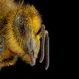 Bildkomposition Bienen von Pollen bedeckt gegenüber gelbe Blüte