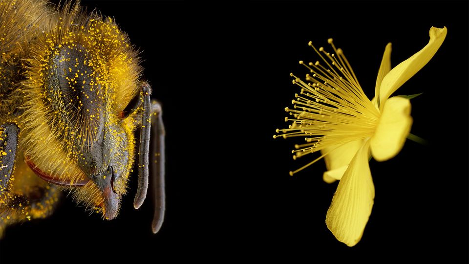 Bildkomposition Bienen von Pollen bedeckt gegenüber gelbe Blüte