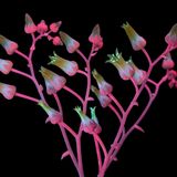 Rosa und grünlich leuchtende Blüten