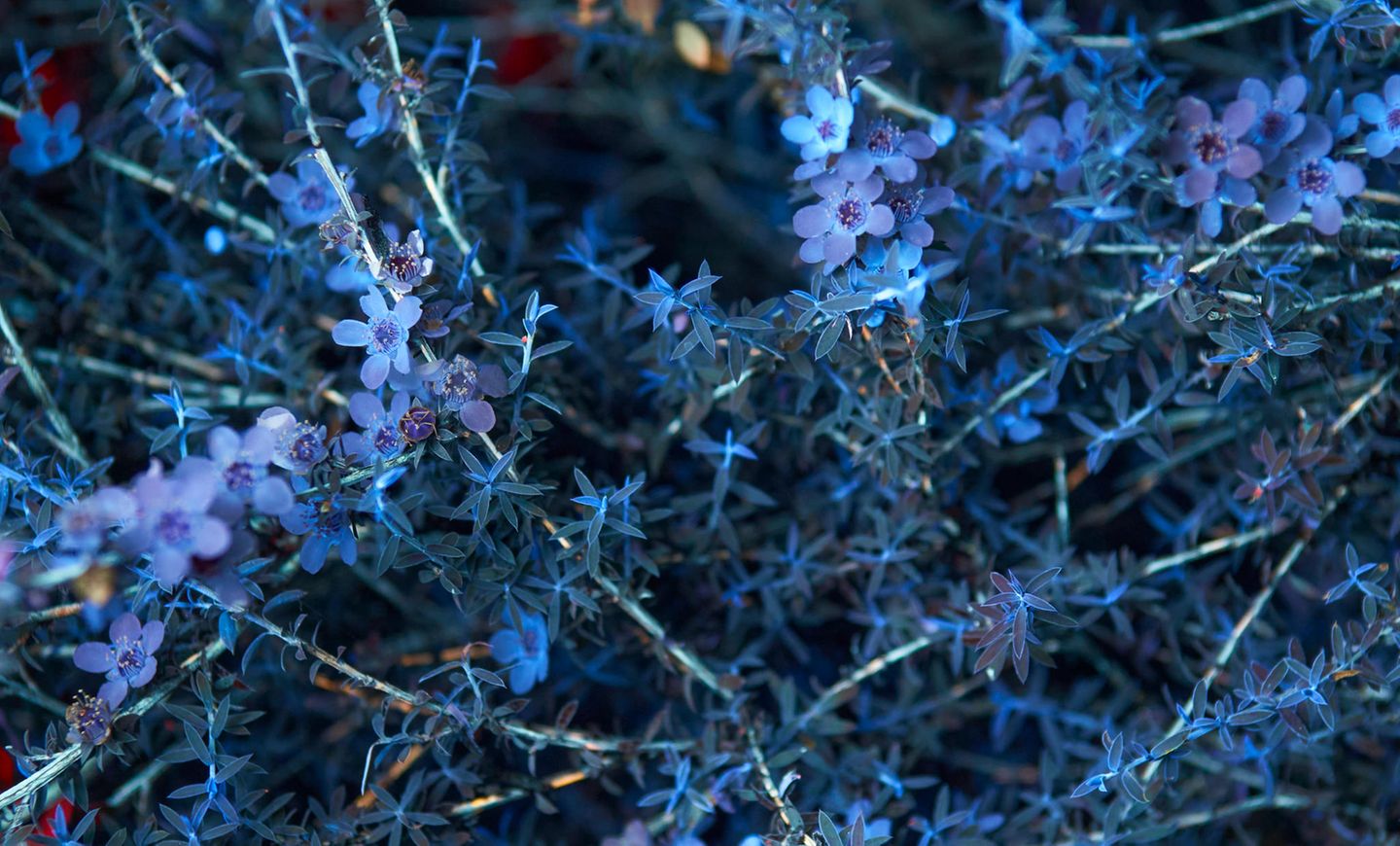 Kleine, blauviolette Blüten an einem Zweig