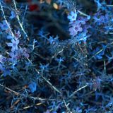 Kleine, blauviolette Blüten an einem Zweig